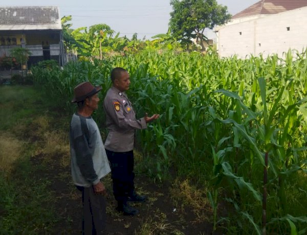Polsek Sedati Dampingi Perawatan Jagung di Pekarangan Warga Desa Buncitan