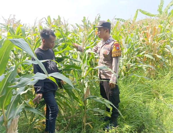 Polsek Tarik bareng Petani Kelola Lahan Jagung Wujudkan Swasembada Pangan
