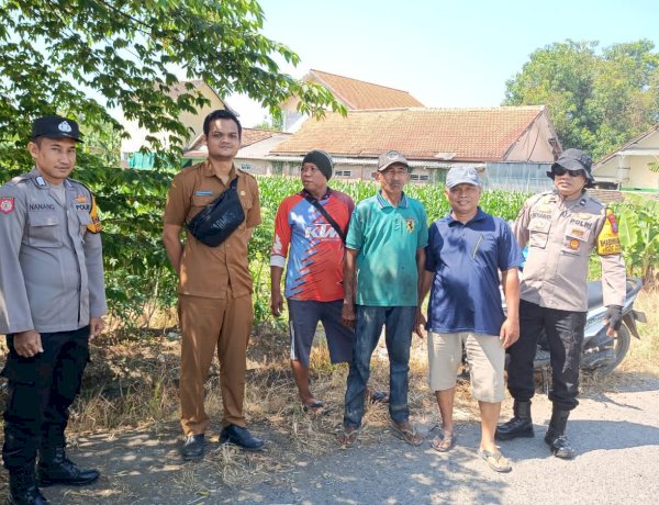 Polsek Balongbendo Ajak Petani Perhatikan Perkembangan Jagung Hibrida di Desa Singkalan