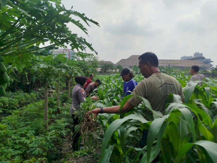 Bhabinkamtibmas Polsek Waru Pantau Jagung di Bungurasih Dukung Swasembada Pangan