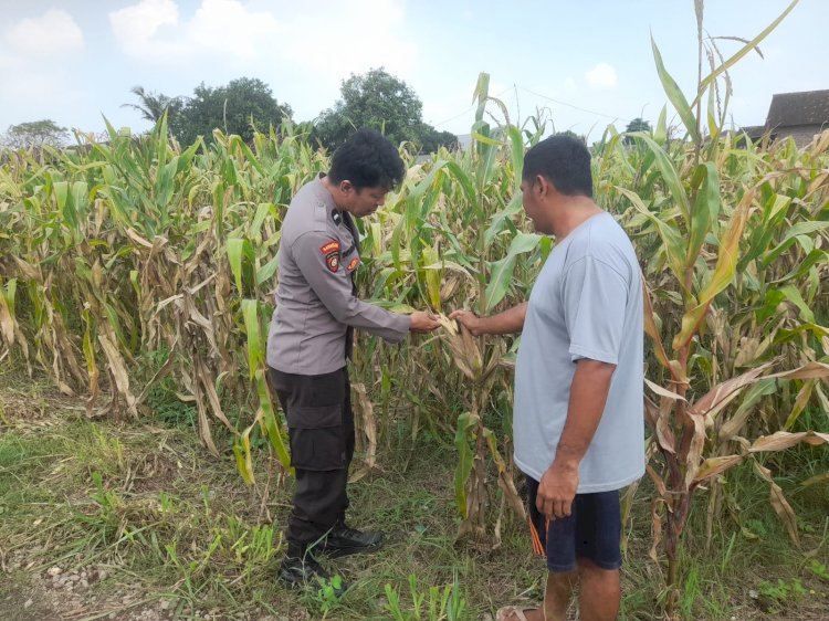 Polsek Prambon Intensif Pantau Tanaman Jagung, Dukung Asta Cita Presiden dalam Mewujudkan Ketahanan Pangan