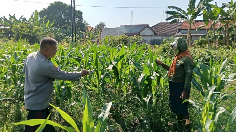 Siap Topang Swasembada Pangan Polsek Porong Bersama Petani Pantau Perkembangan Tanaman Jagung
