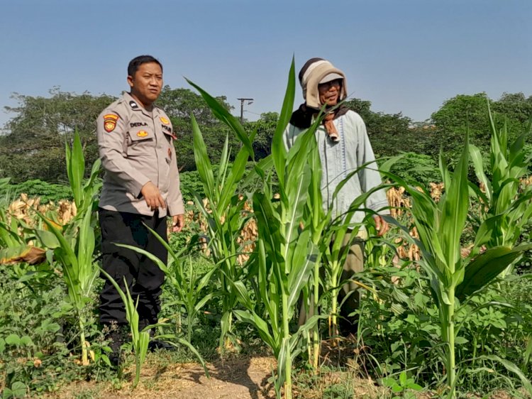 Kawal Asta Cita Prabowo, Polisi Sidoarjo Turun ke Ladang Jagung Krian demi Swasembada Pangan