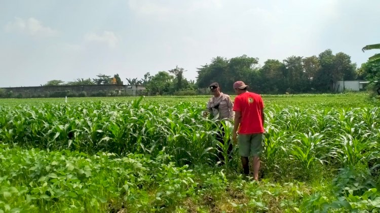 Bhabinkamtibmas Polsek Wonoayu Cek Tanaman Jagung di Desa Mulyodadi, Dukung Ketahanan Pangan Nasional